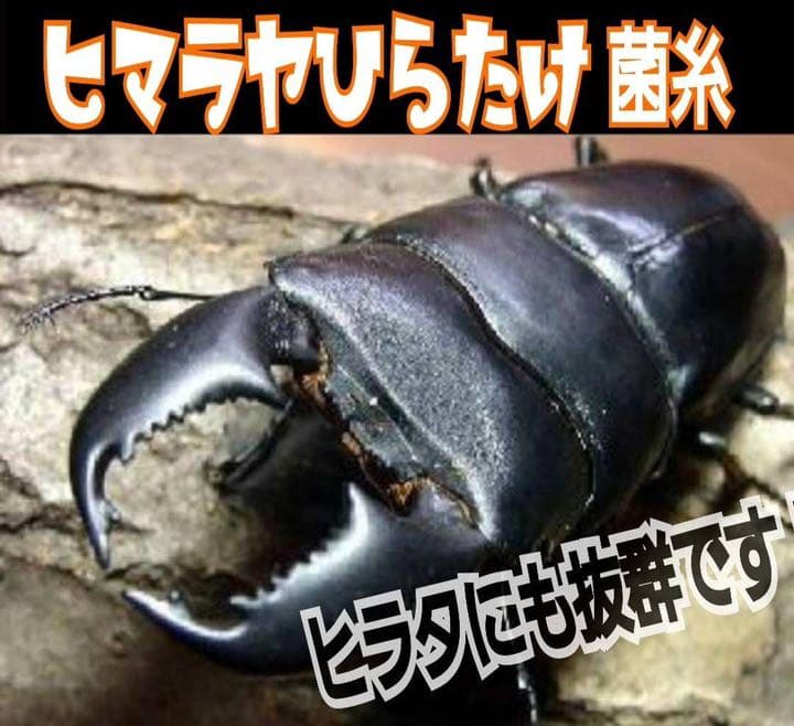 極上！ヒマラヤひらたけ菌糸ブロック【8個】初菌のみ使用！国産オオクワ85ミリ実績