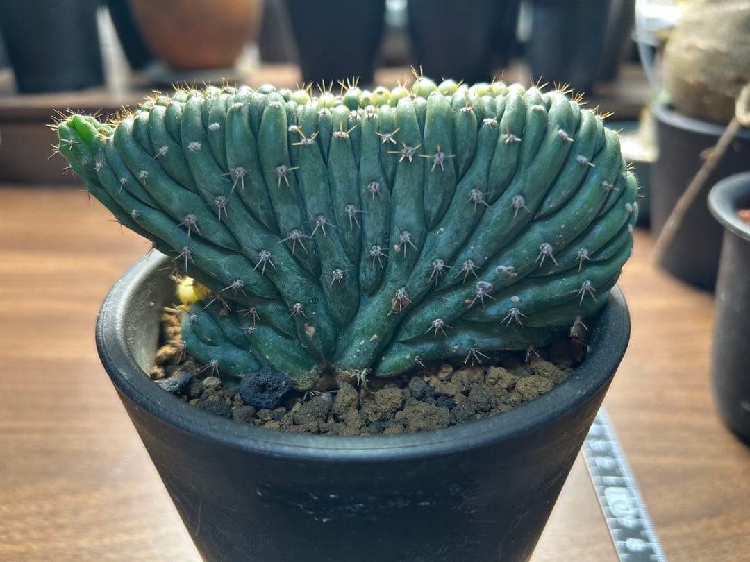 綴化コレクションセット　セレウス　ギムカリ　スザンナエ