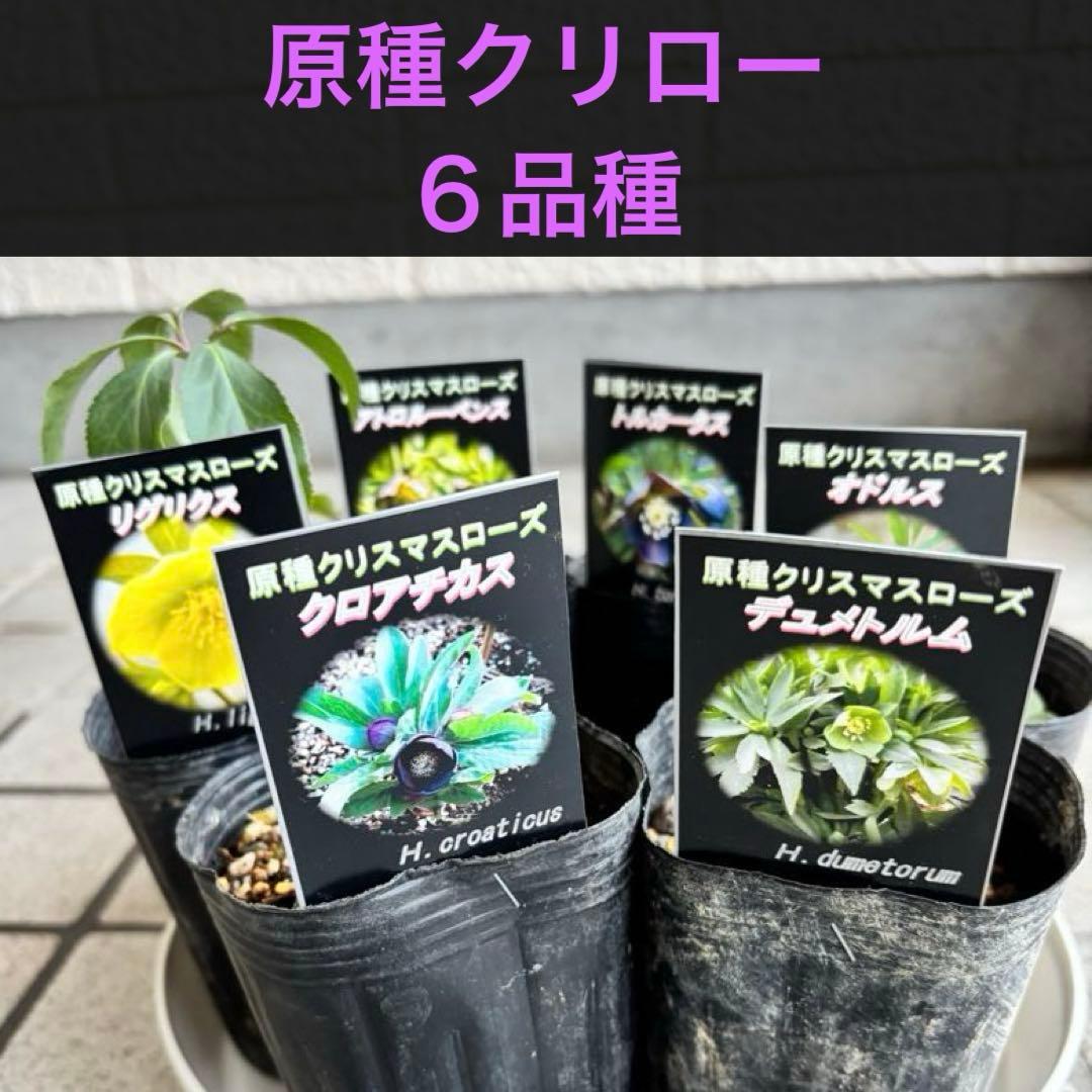 原種クリスマスローズ　クロアチカス　アトロルーベンス　デュメトルム　交配　苗