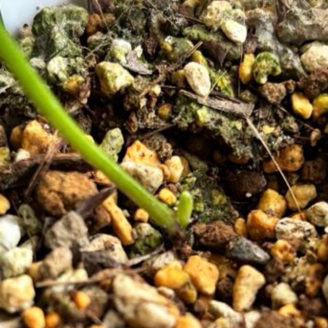 原種クリスマスローズ　クロアチカス　アトロルーベンス　デュメトルム　交配　苗