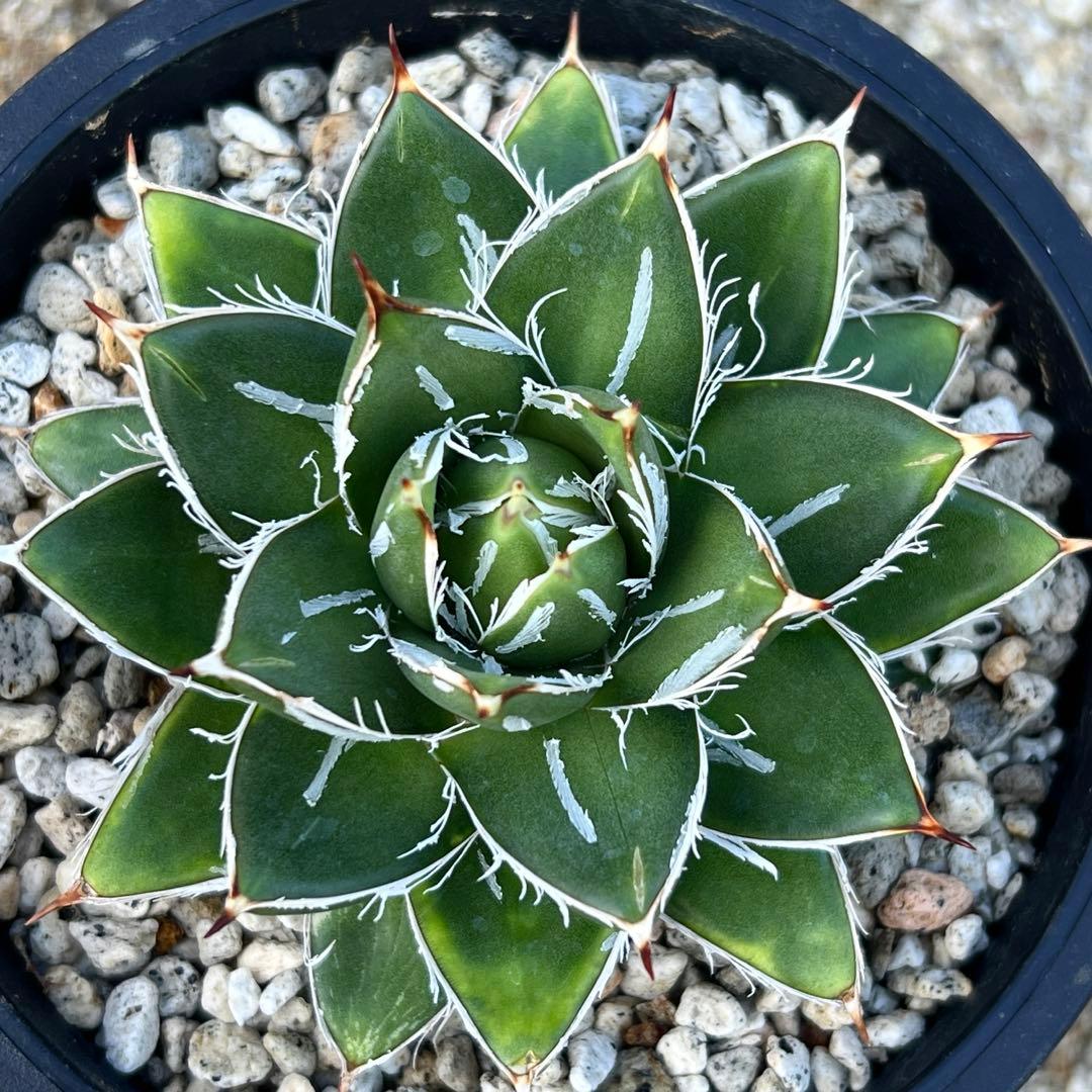 アガべ　王妃笹の雪　A型　活着