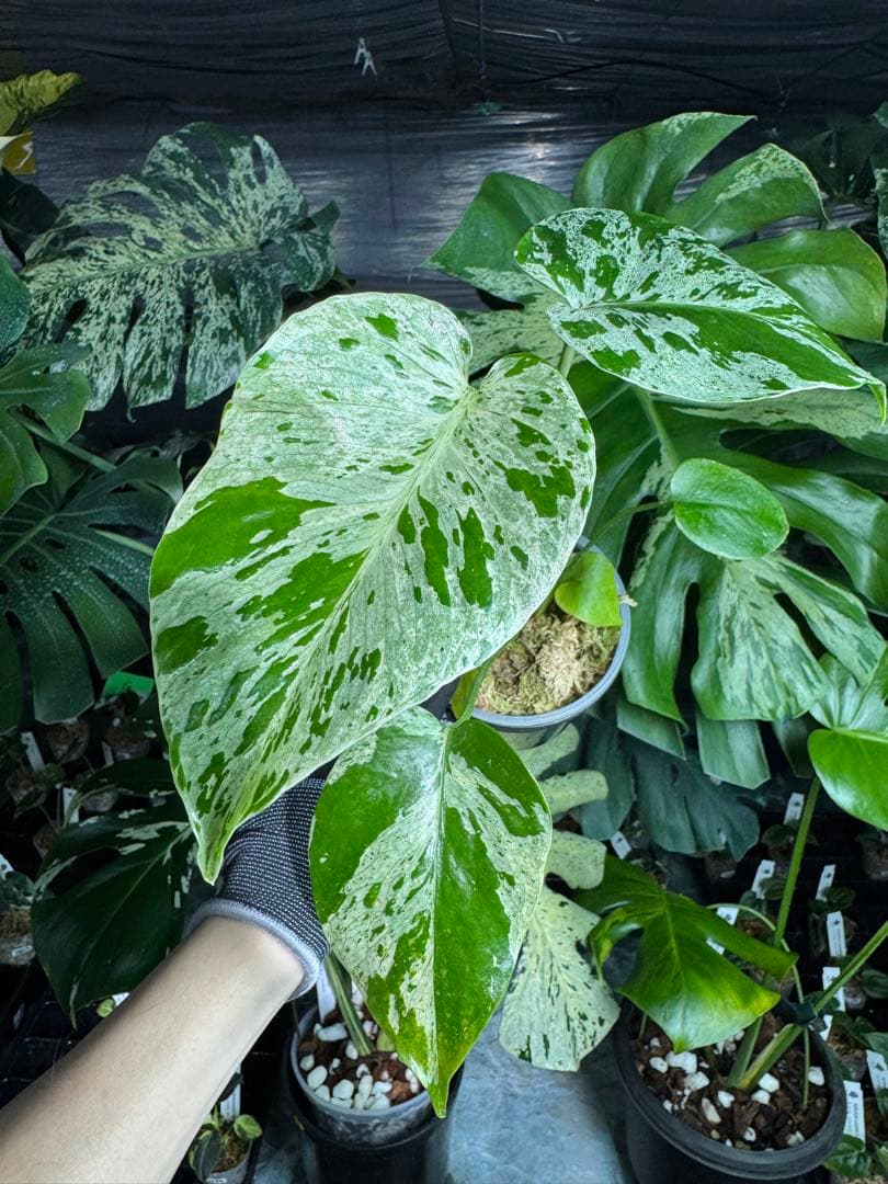 B1モンステラ　デリシオーサ　ベトシオーサ