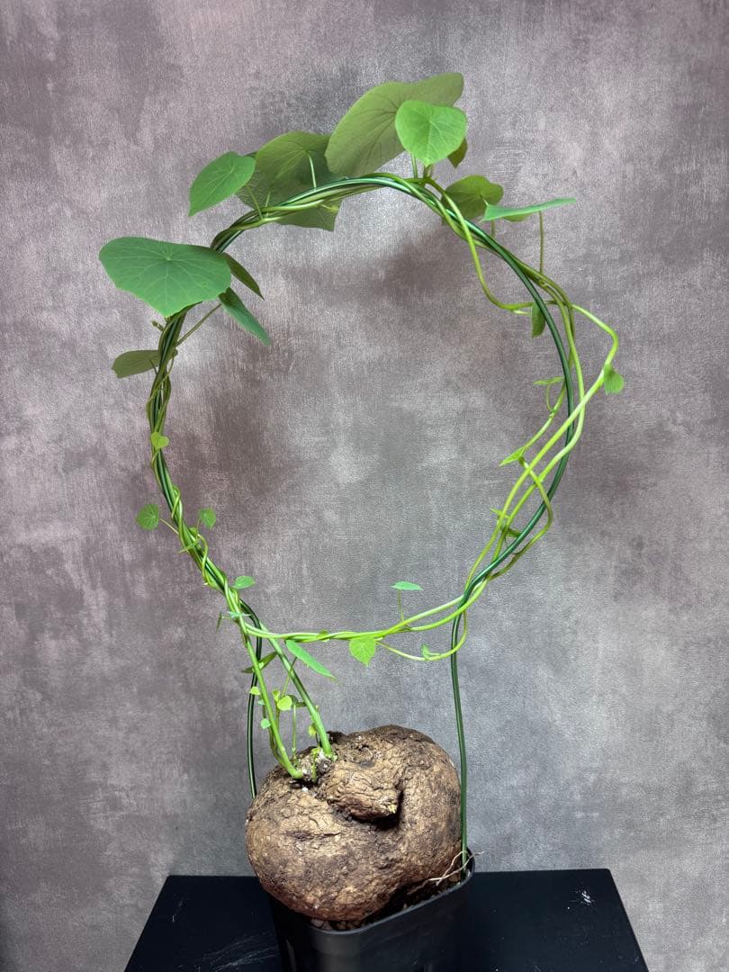 ステファニア・スベローサ（Stephania suberosa）