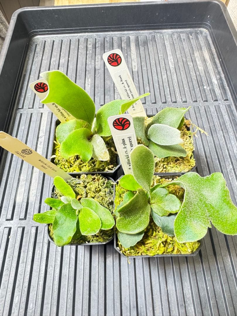 nook 4種　TK含　ビカクシダ