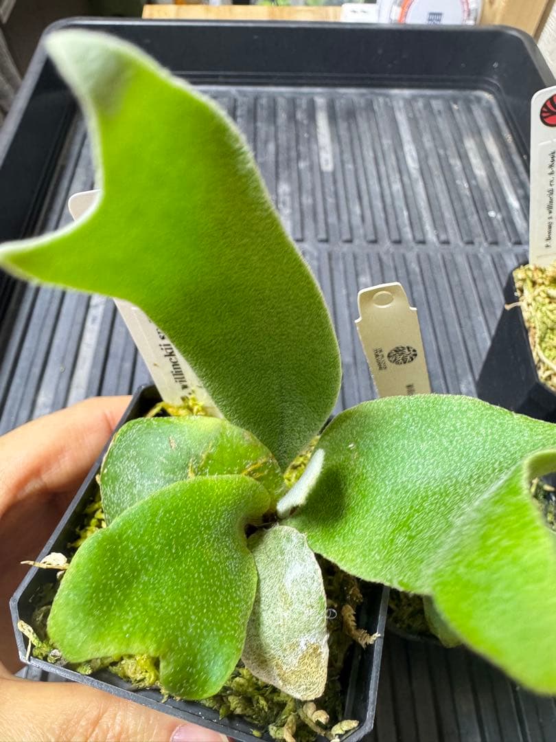 nook 4種　TK含　ビカクシダ