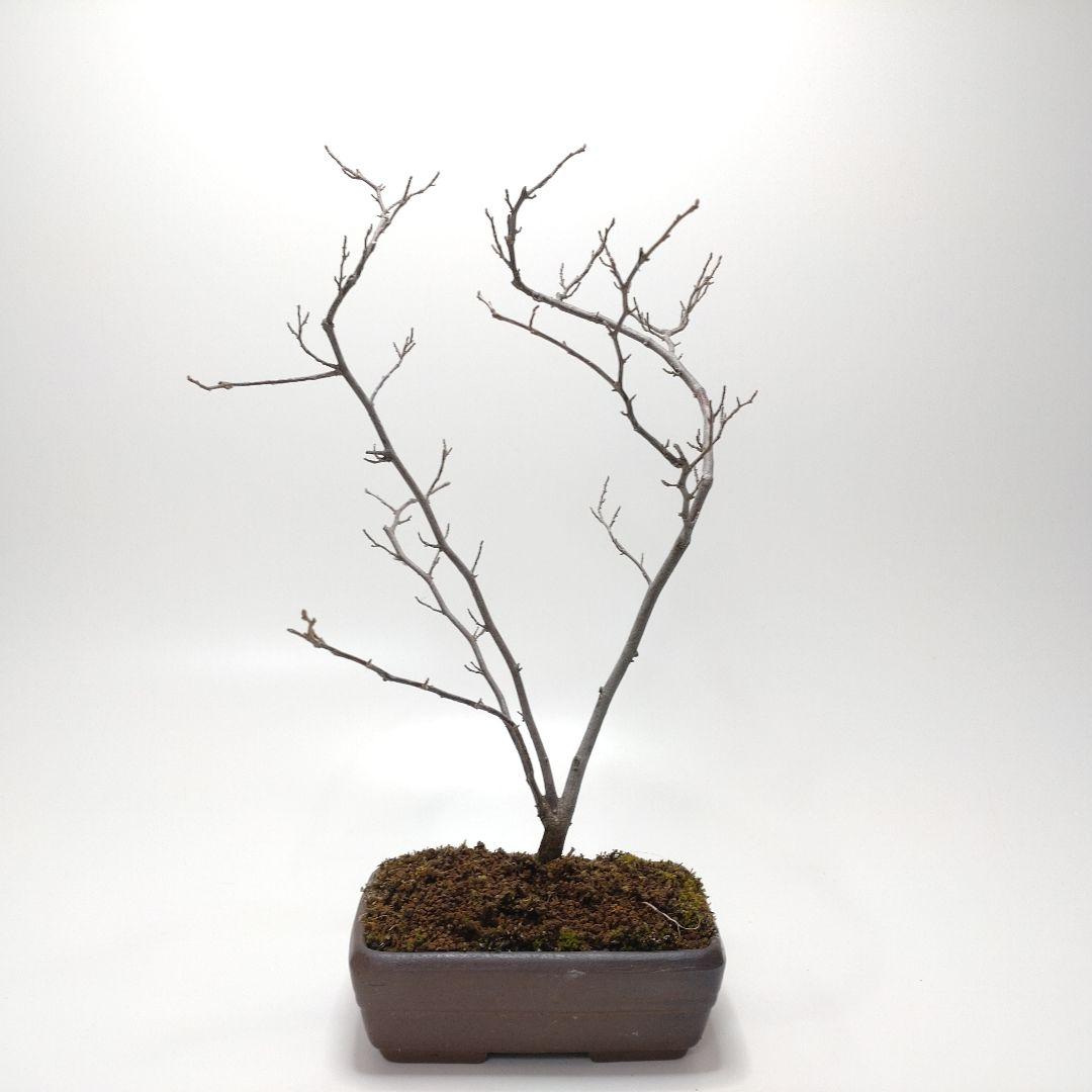 寒樹エゴノキ盆栽 SS016
