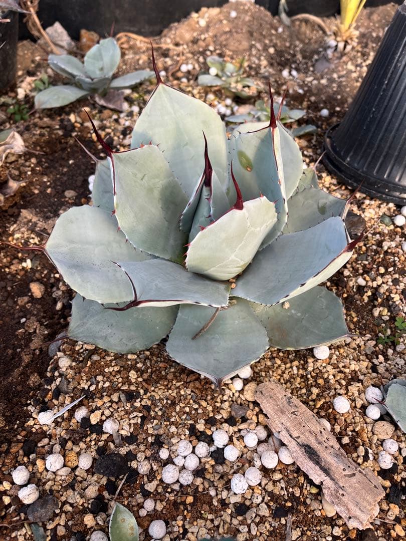 アガベ　トランカータ　旧フレキシスピナ