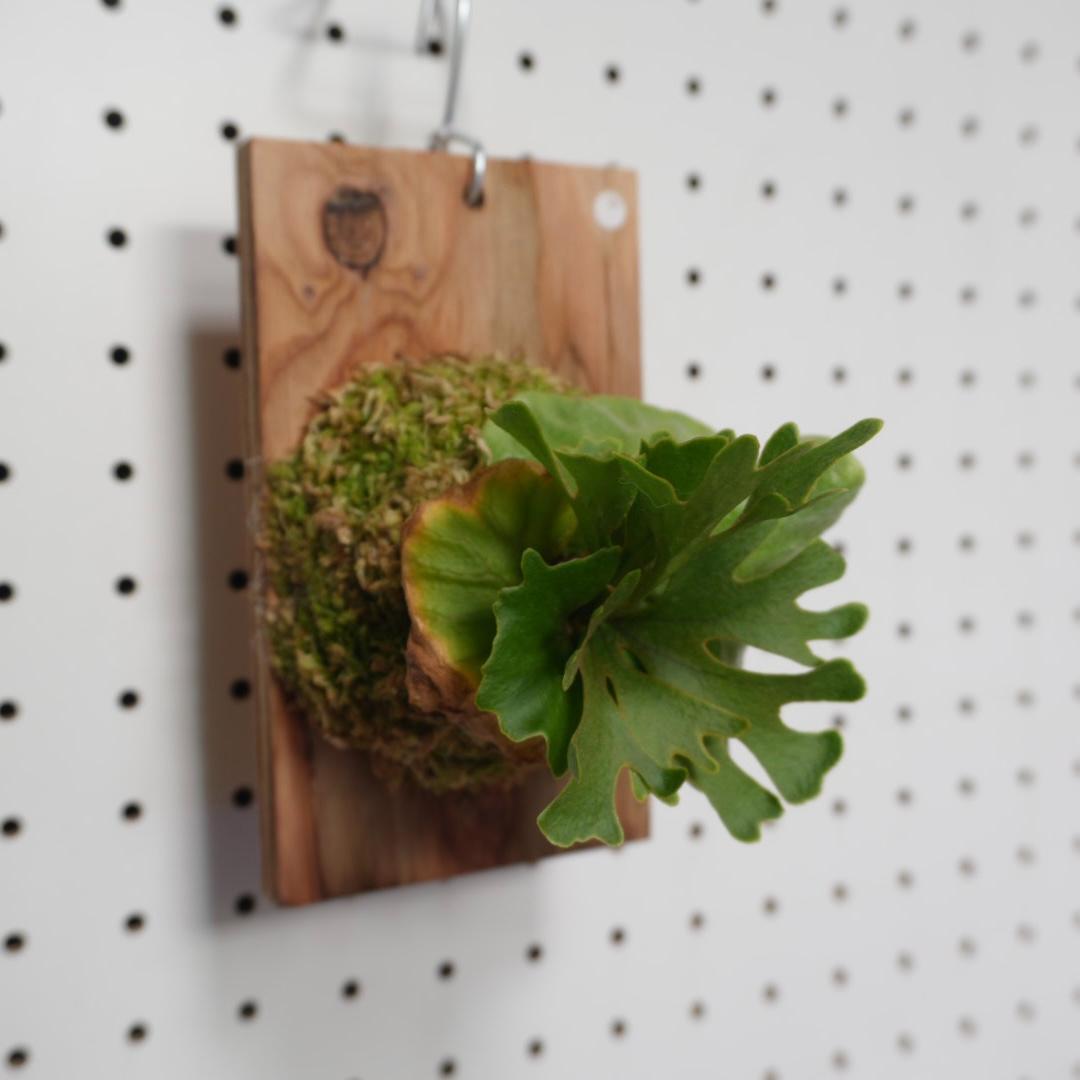 ビカクシダ リドレイ ドワーフ シルバー 小株　R-1