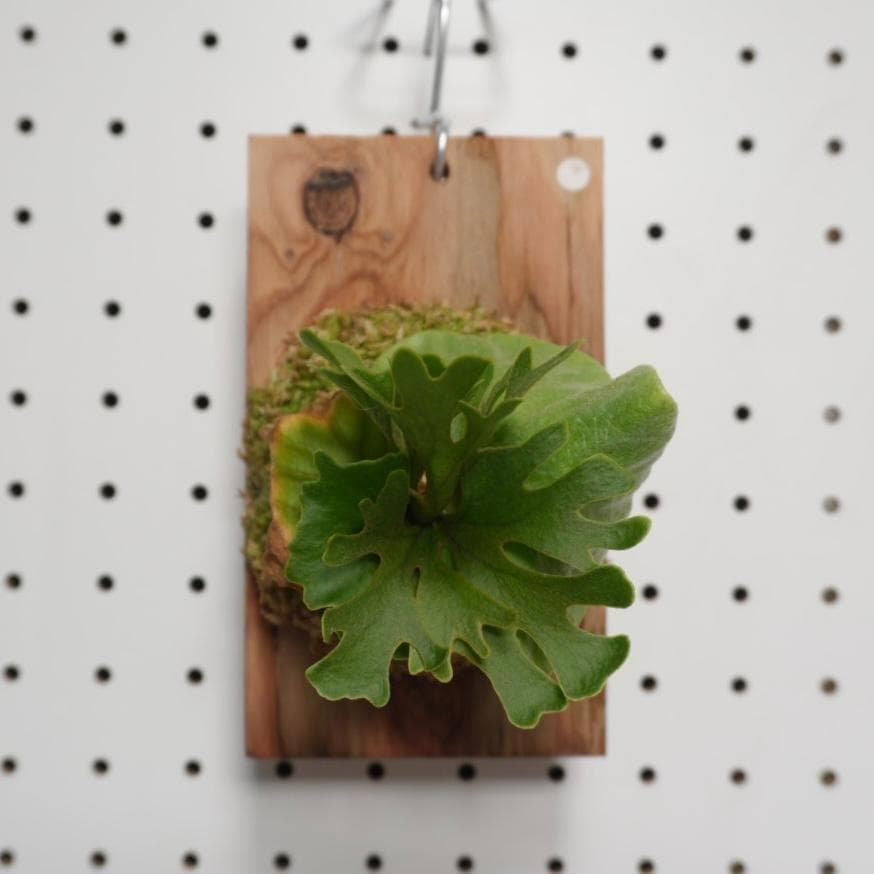 ビカクシダ リドレイ ドワーフ シルバー 小株　R-1