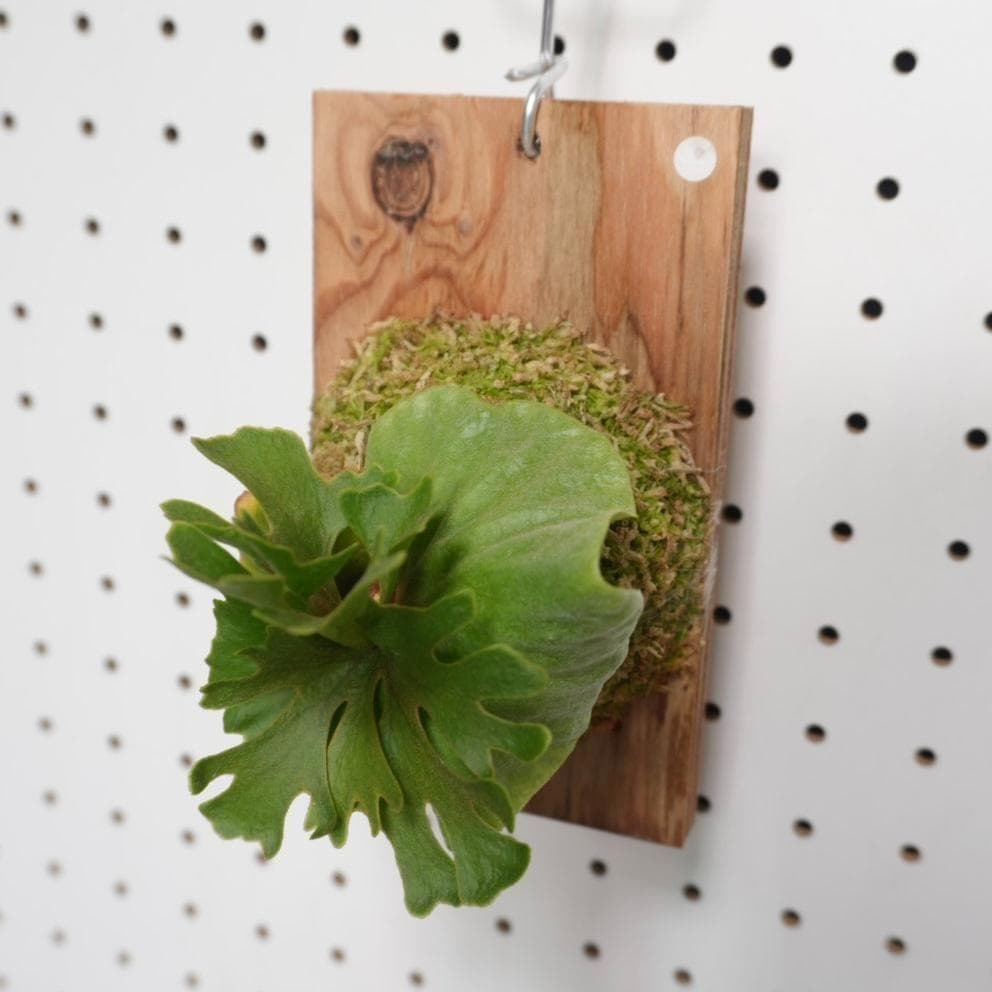 ビカクシダ リドレイ ドワーフ シルバー 小株　R-1