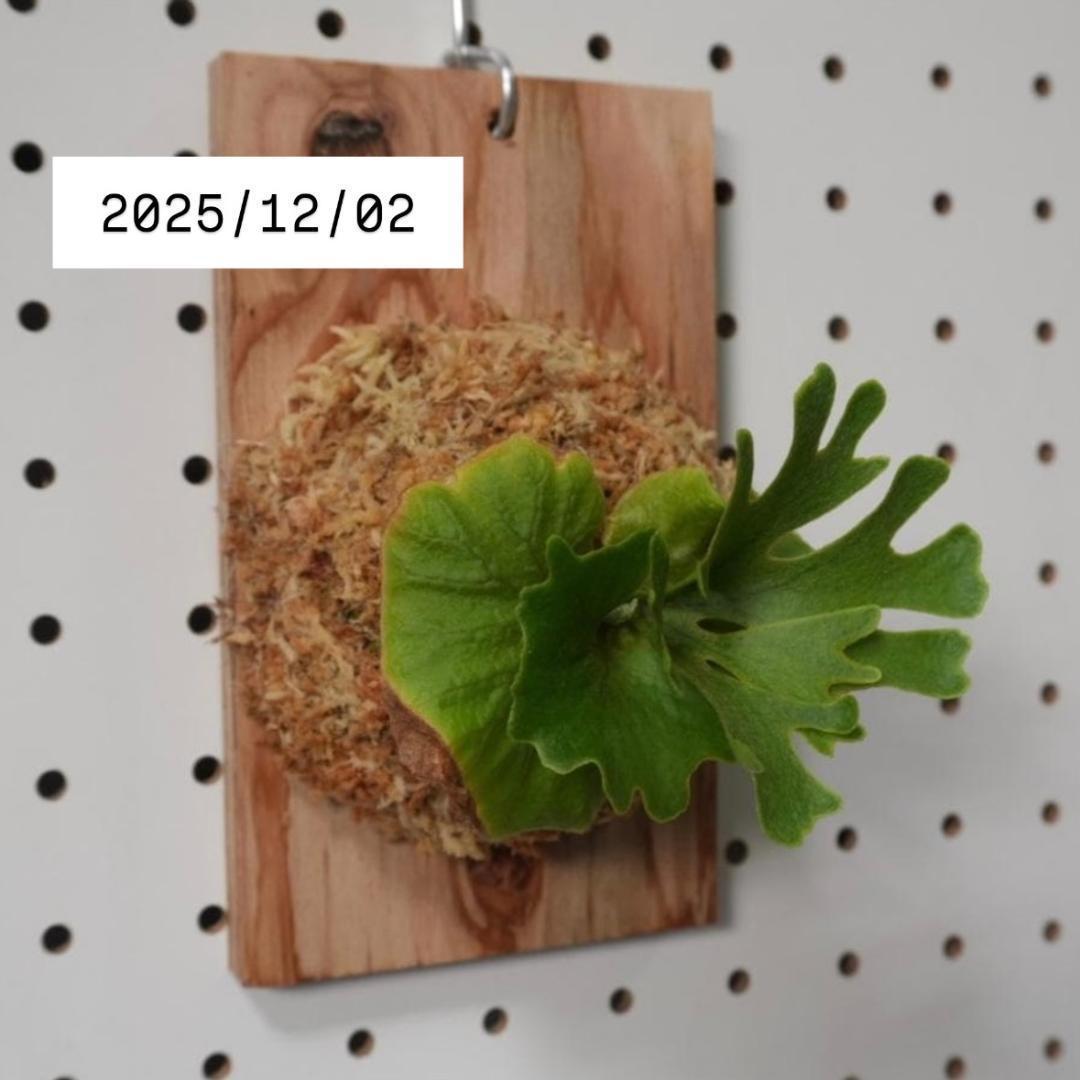 ビカクシダ リドレイ ドワーフ シルバー 小株　R-1