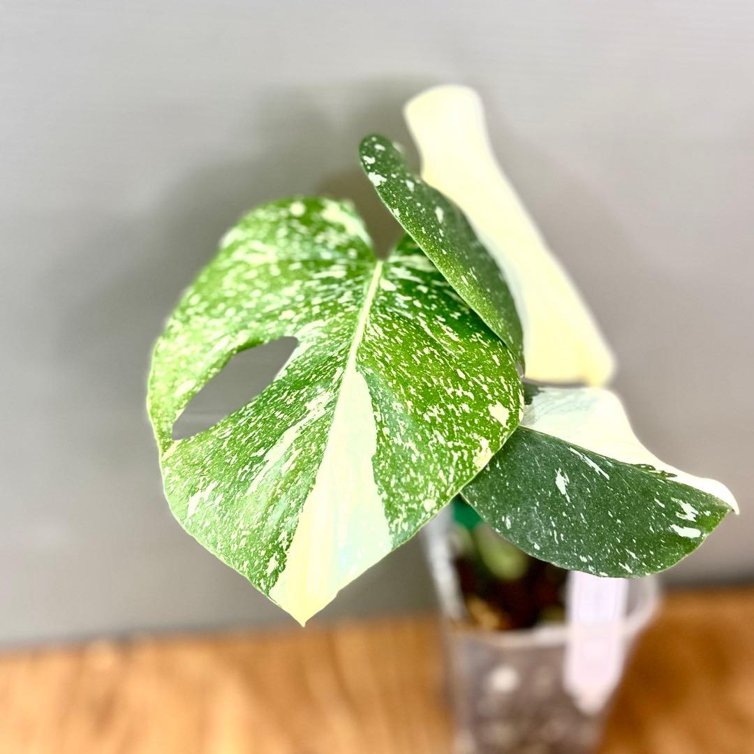 モンステラ　デリシオーサ　レガシー　トップカット