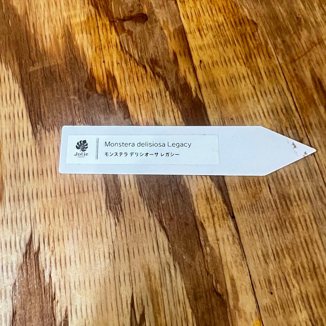 モンステラ　デリシオーサ　レガシー　トップカット