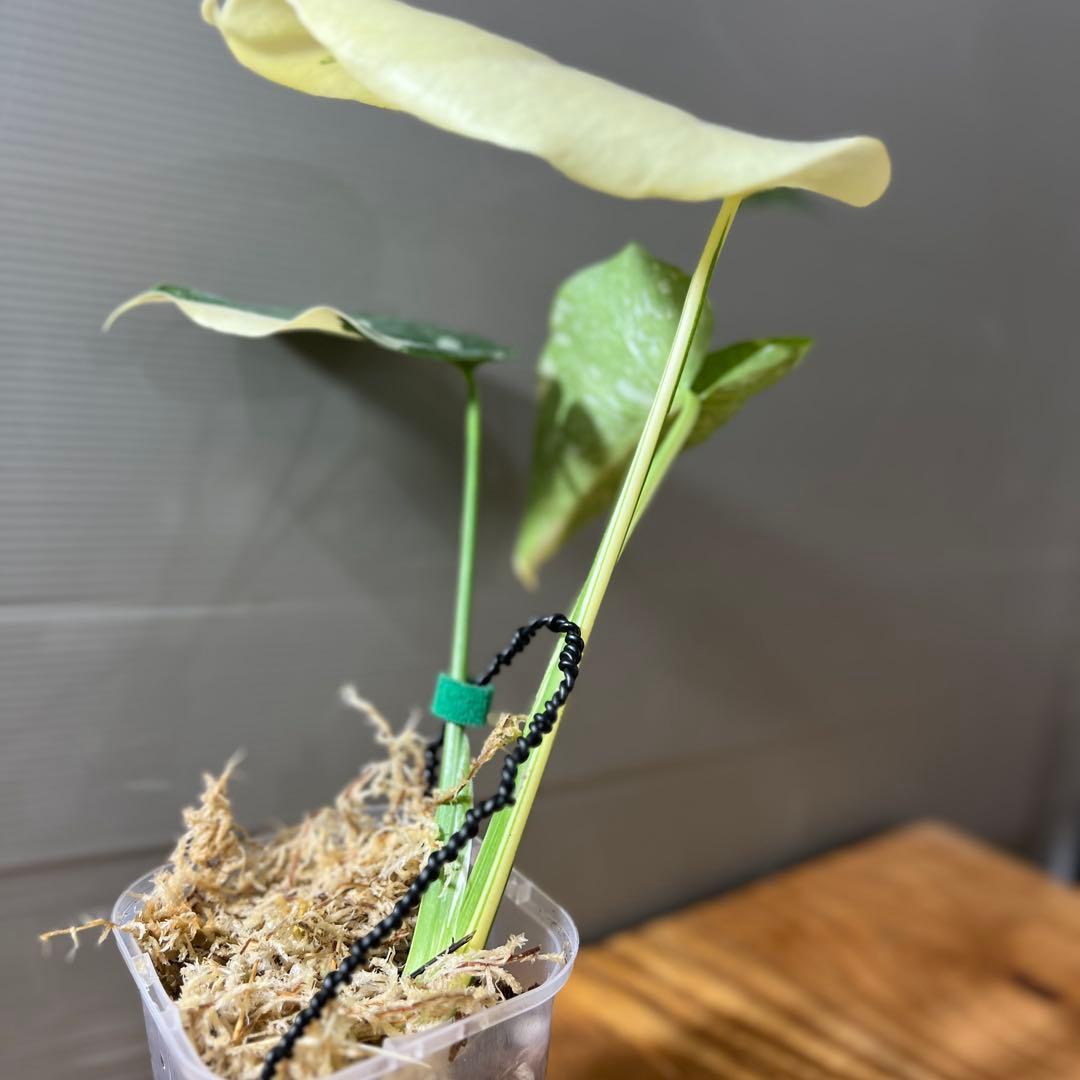 モンステラ　デリシオーサ　レガシー　トップカット