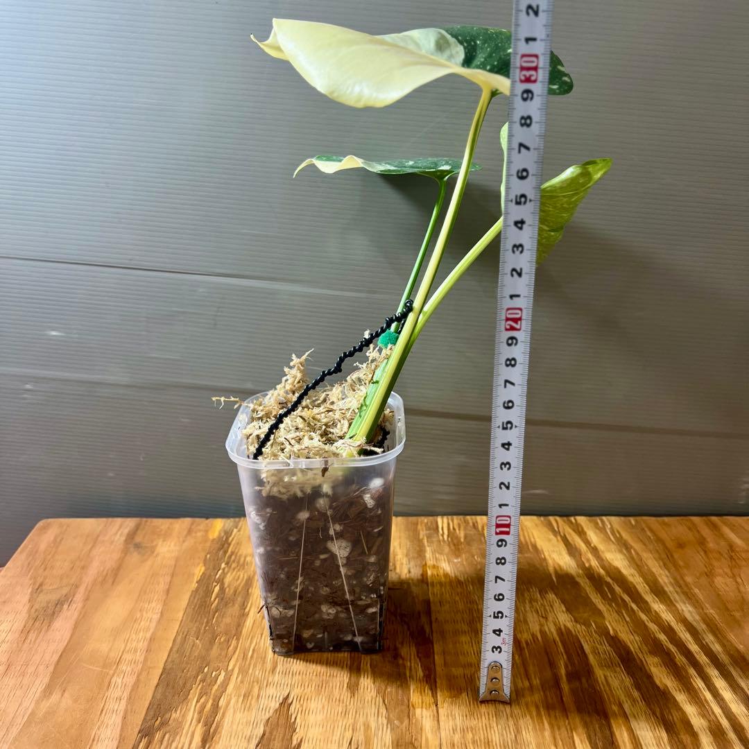 モンステラ　デリシオーサ　レガシー　トップカット