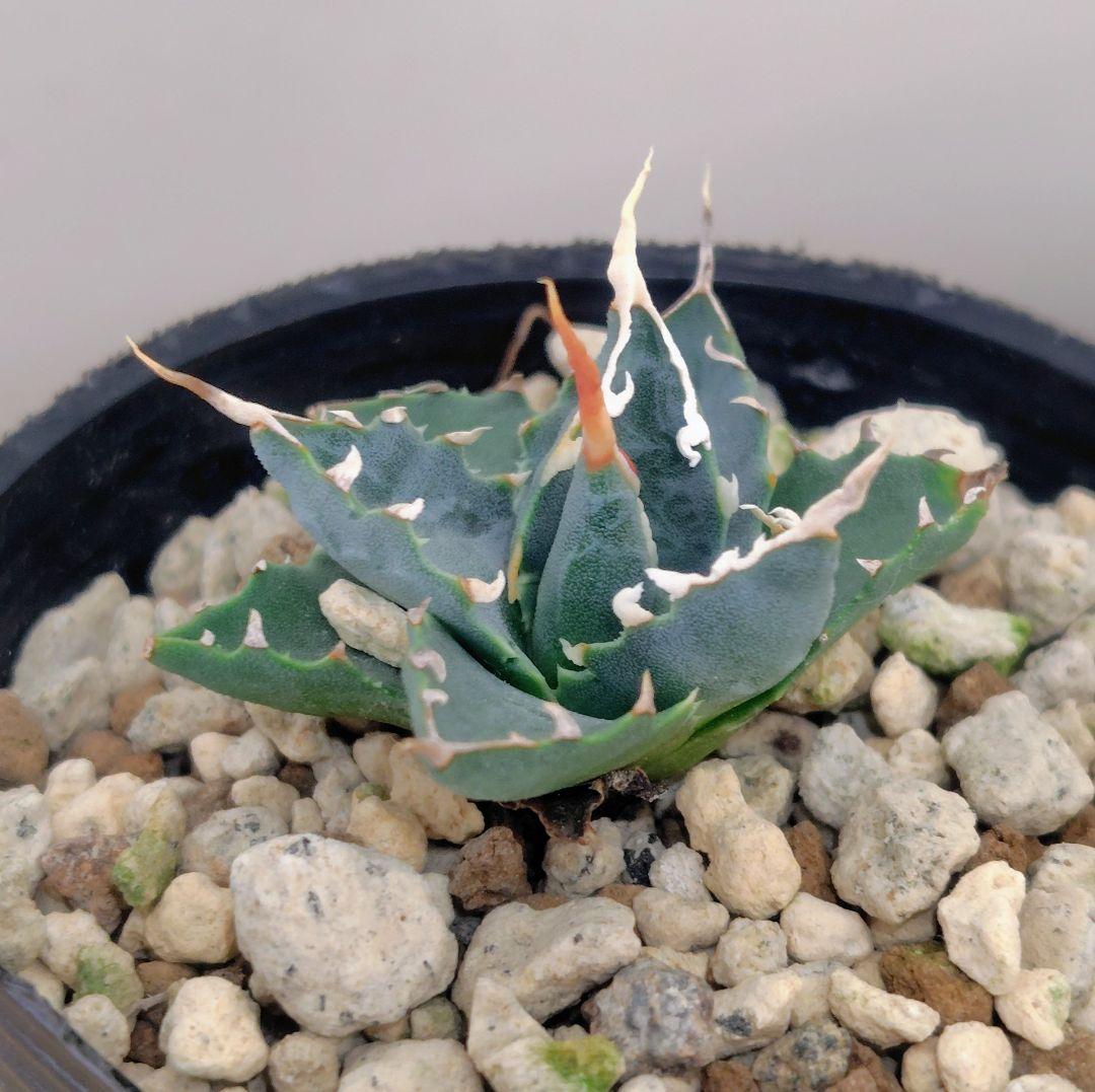 ★*★様 アガベ　ユタエンシス　エボリスピナ 実生25