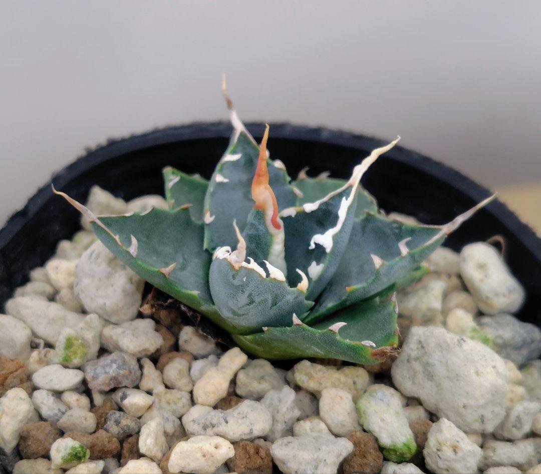 ★*★様 アガベ　ユタエンシス　エボリスピナ 実生25