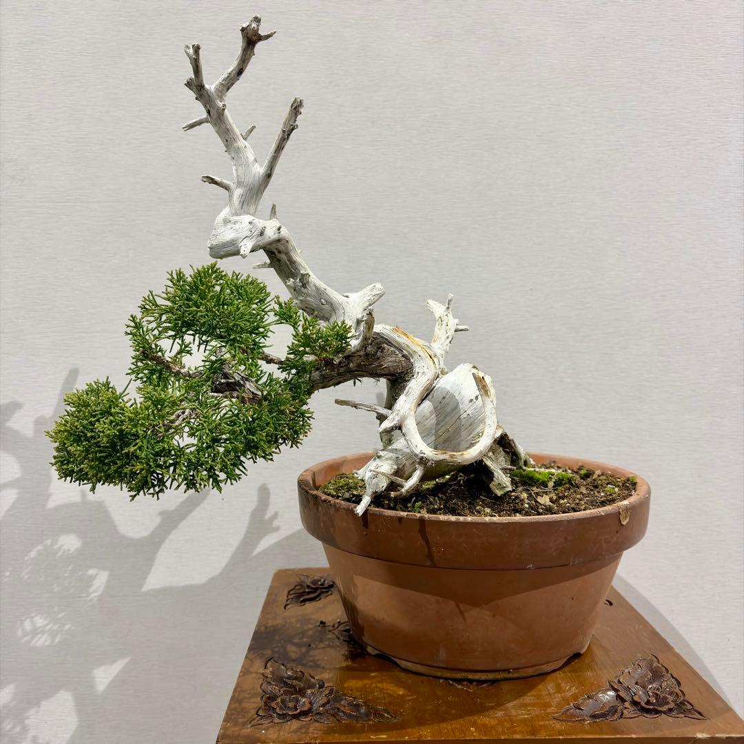 将来有望間違いなし!!極太!!樹高15㎝　真柏　中品　盆栽　黒松　五葉松　紅葉