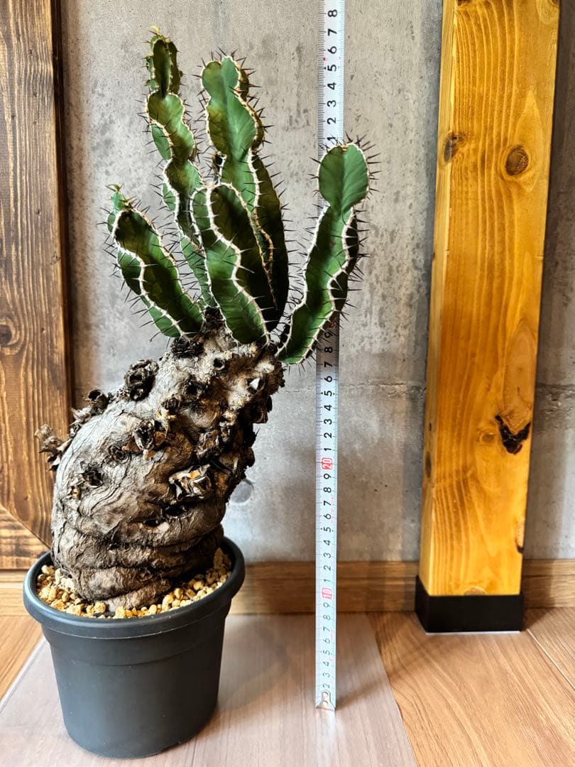 ユーフォルビアムランジーナ　現地球　発根済み