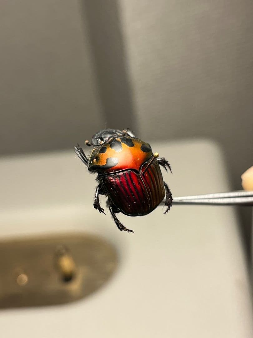 【極美真紅】アカツヤダイコクコガネ フンチュウ糞虫昆虫標本甲虫