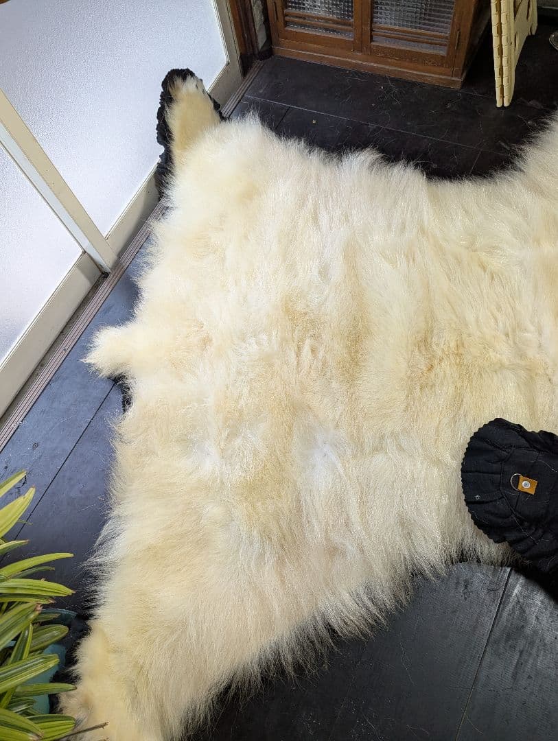 しろくま　剥製