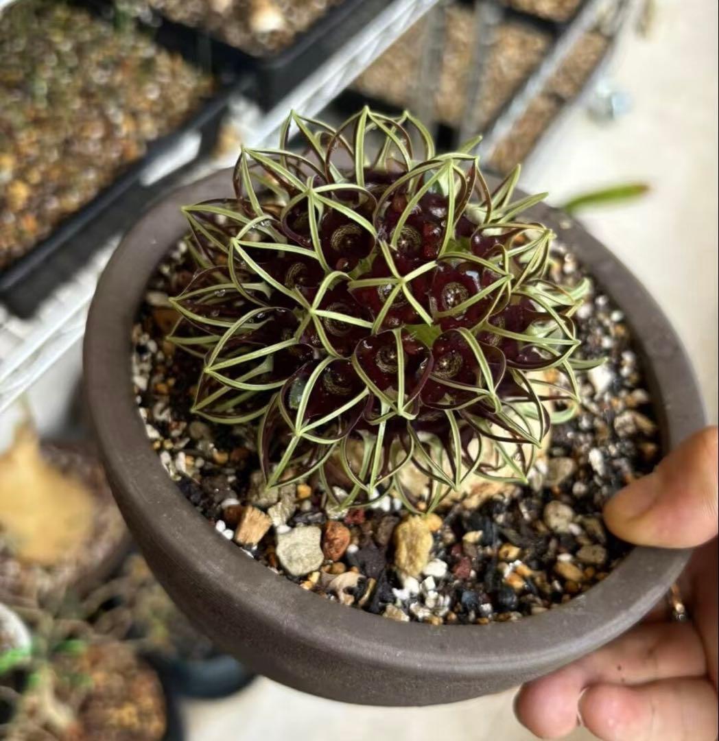 幻の植物　竜卵窟ブラキステルマ バーベラエ 塊根植物 多肉植物