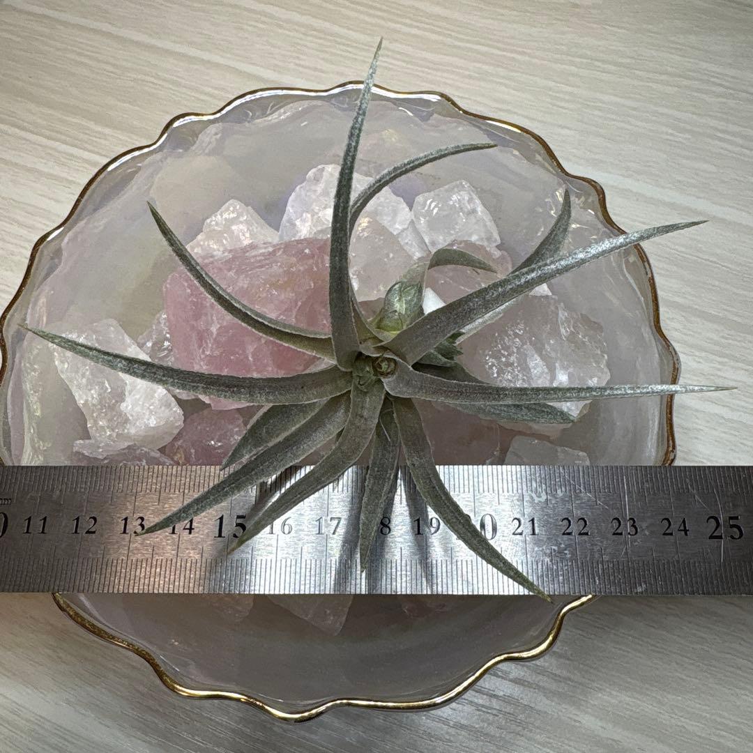 ブロメリア・エアープランツ Tillandsia Roseiflora