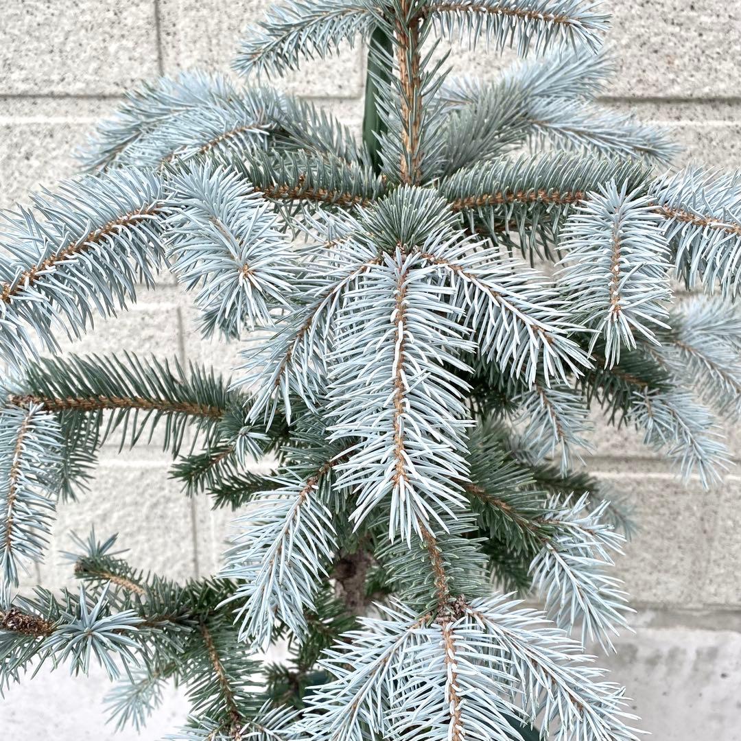 プンゲンストウヒ　　ホプシー