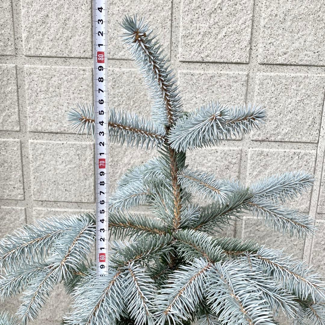 プンゲンストウヒ　　ホプシー