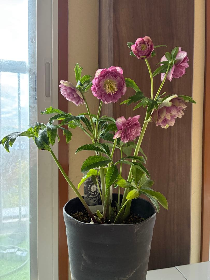 SALE‼︎ 大幅値下げ　広瀬園芸さん　小輪多弁充実株