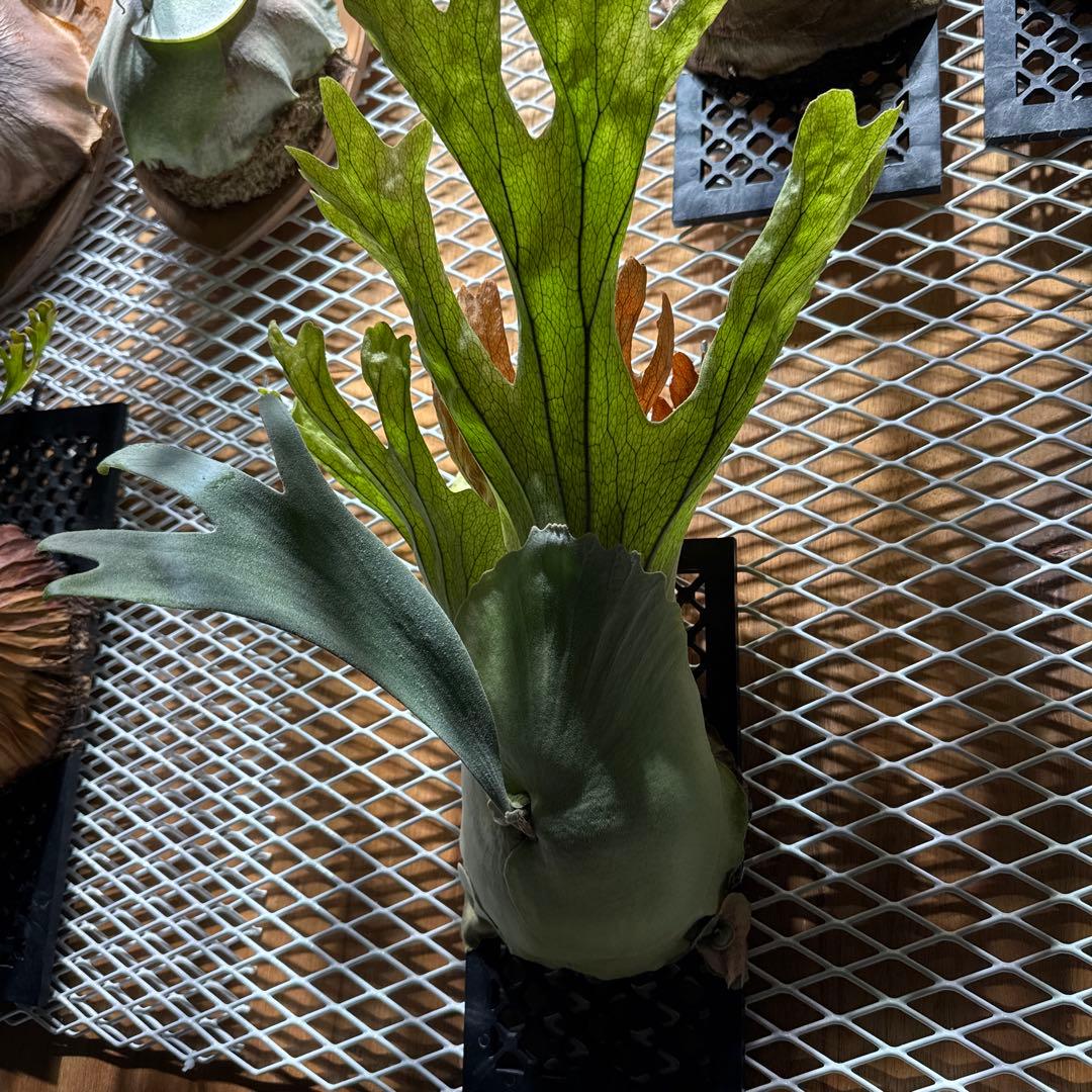 ビカクシダ　ウィリンキー　スポア　4年育成株 　ヒリー　ベイチー　リドレイ