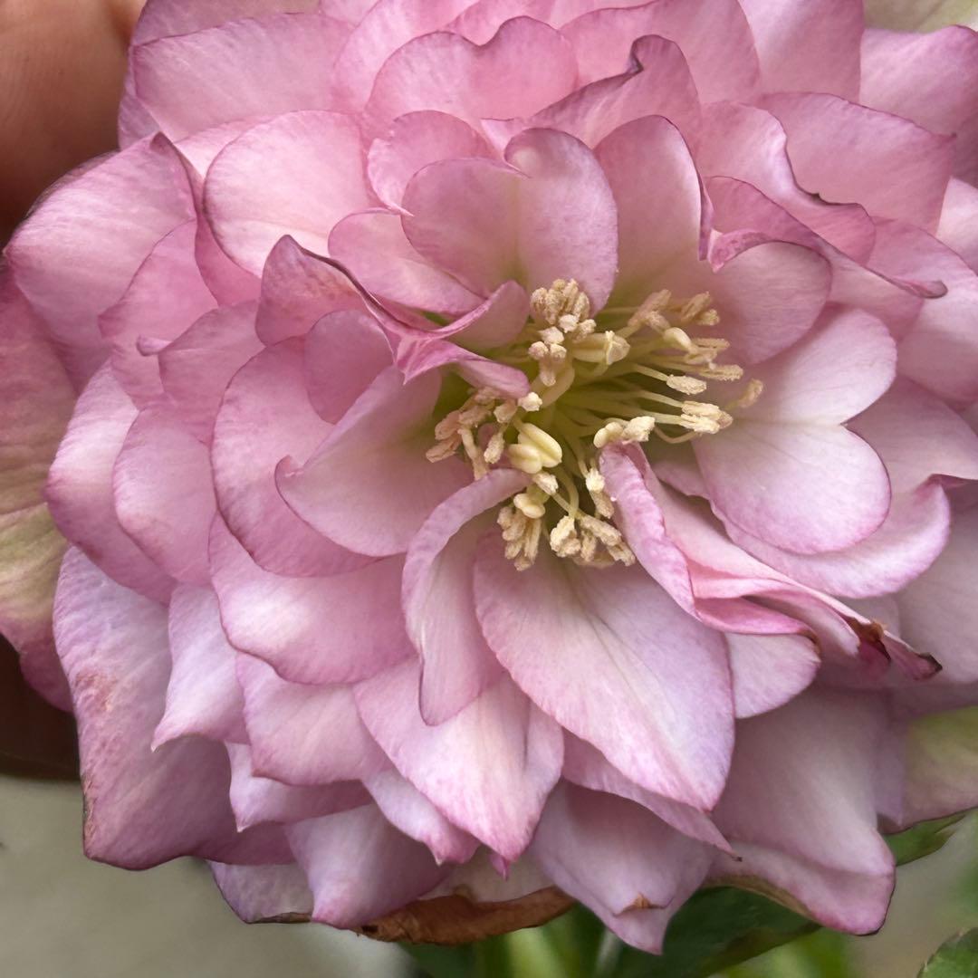 超多弁　クリスマスローズ　花2 つぼみ13 75番