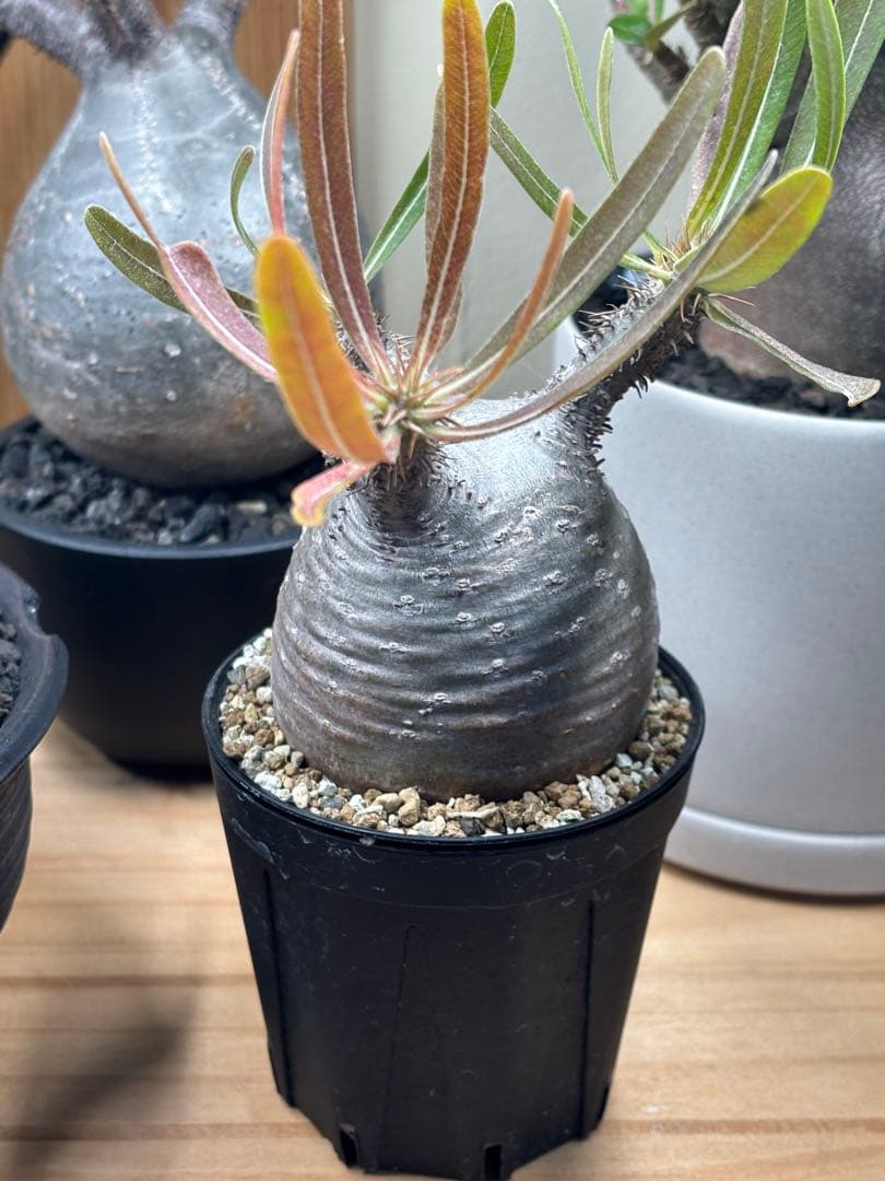 本日限定値下‼︎美株！まん丸、キズなし パキポディウム グラキリス（発根済）