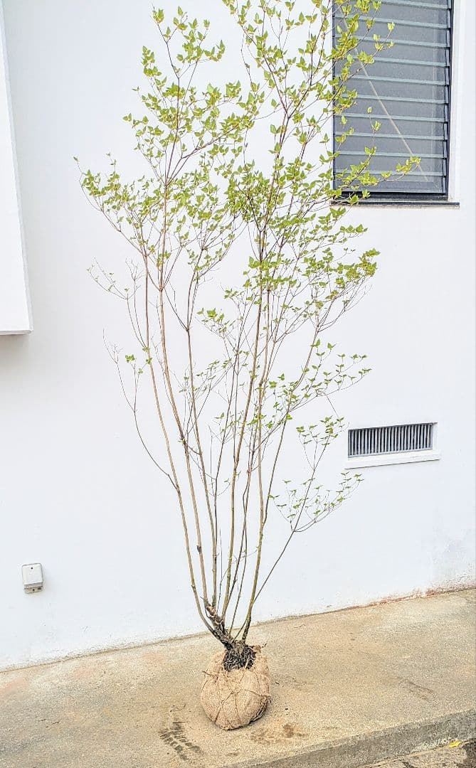 おちび、、、。その4