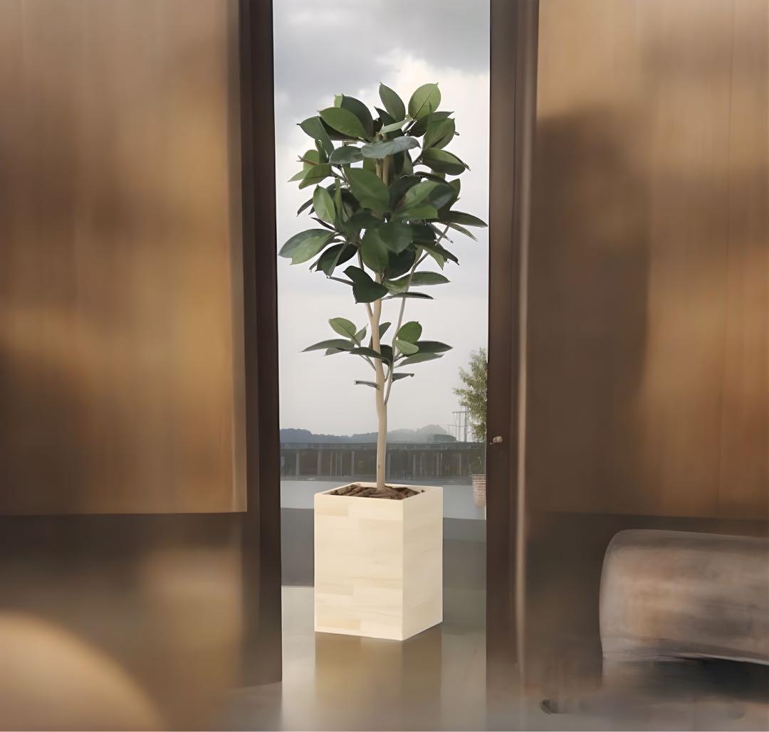 光触媒　人工観葉植物　フェイクグリーン　ウッドボックスゴムの木1.8