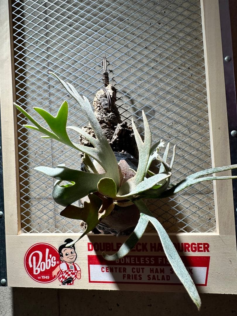 ビカクシダジェイドガールp.willinckii Jade Girl Spore