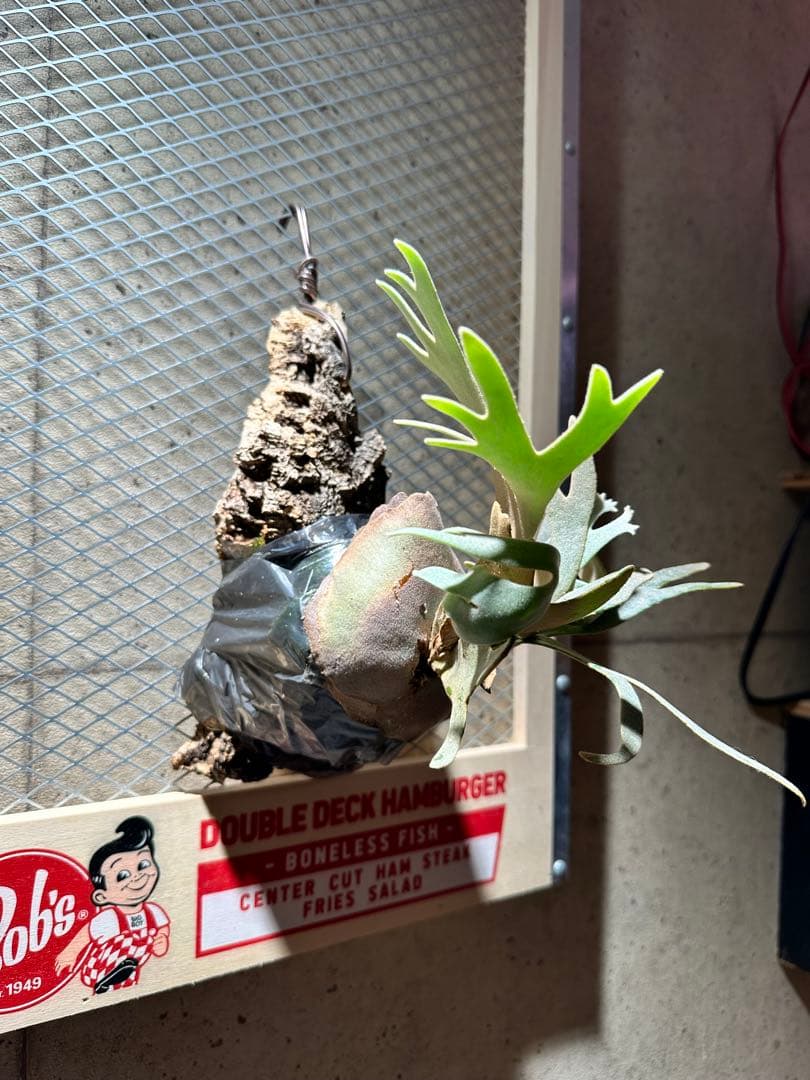 ビカクシダジェイドガールp.willinckii Jade Girl Spore