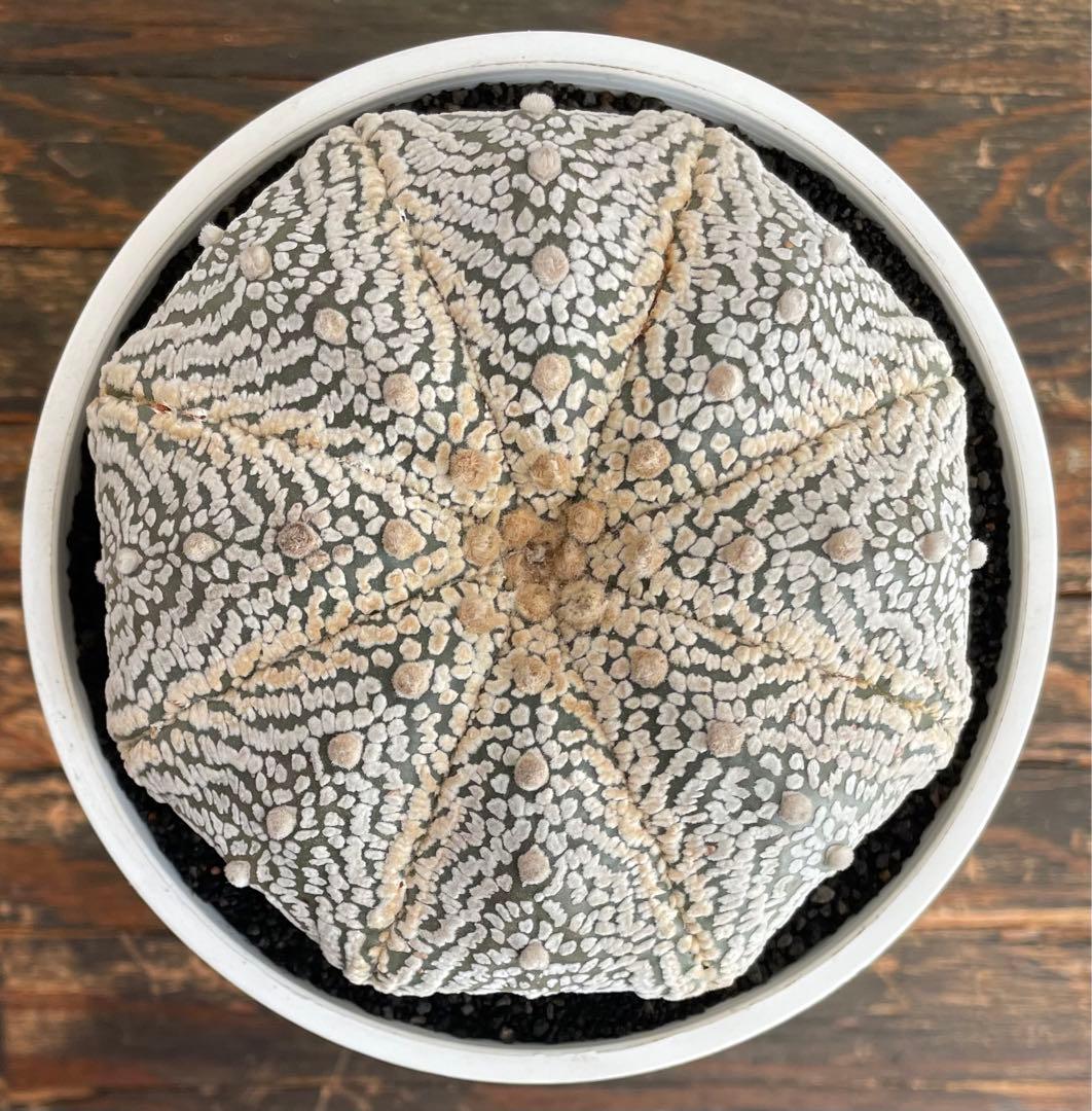 国内実生　スーパー兜　ヒトデ　温室管理（全幅12.5cm×全高6cm）特大株