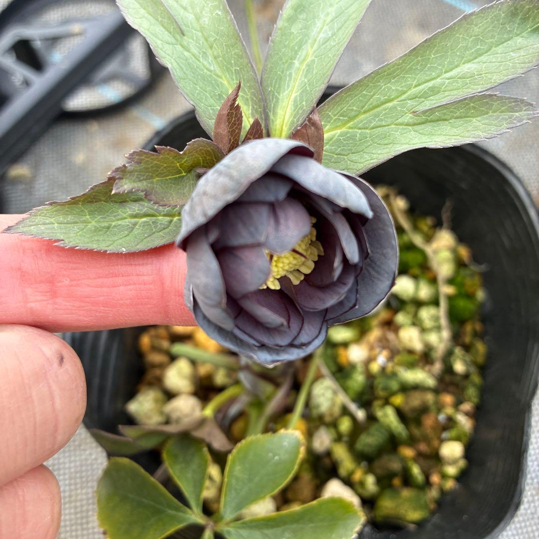 クリスマスローズ　スモーキーダブル　木口交配　希少　実生　幻