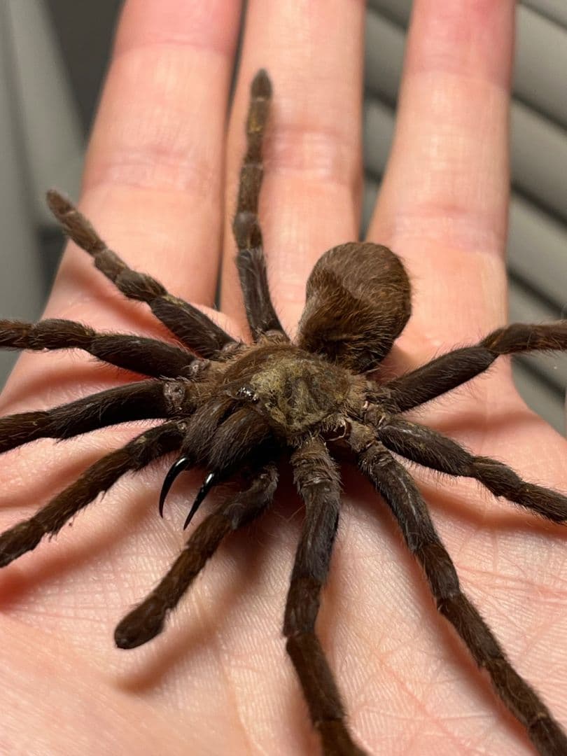 【標本】ジャワイエローニー アースタイガー タランチュラホーク ムカデ