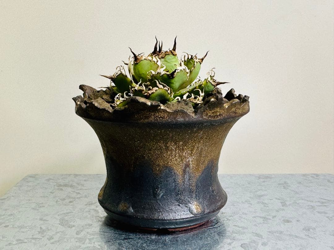 アガベ　フィリグリー