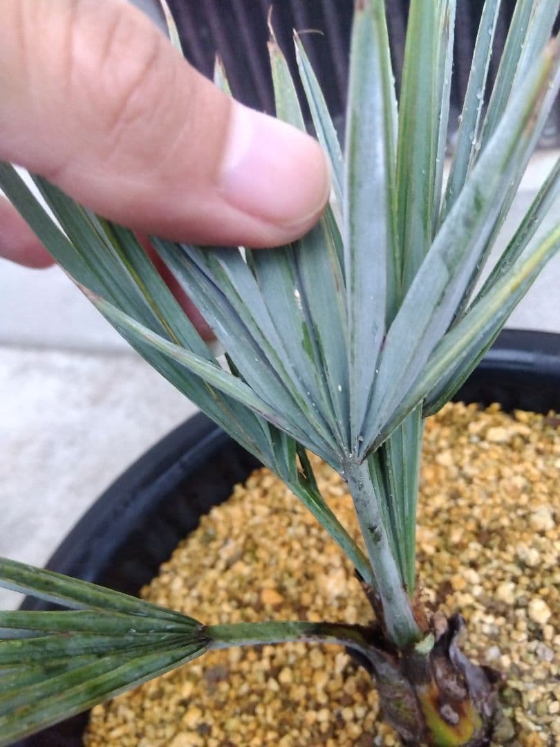 ブラヘアアルマータ　9号鉢つき　超短葉❗　⑤