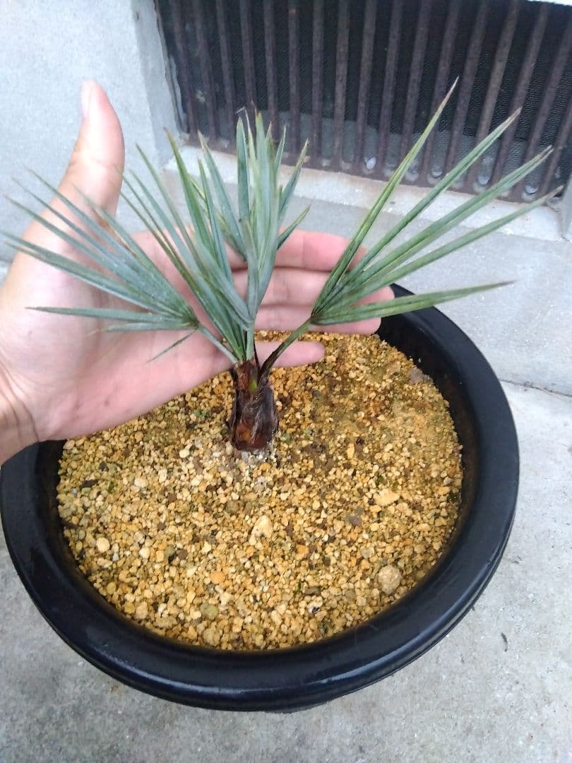 ブラヘアアルマータ　9号鉢つき　超短葉❗　⑤