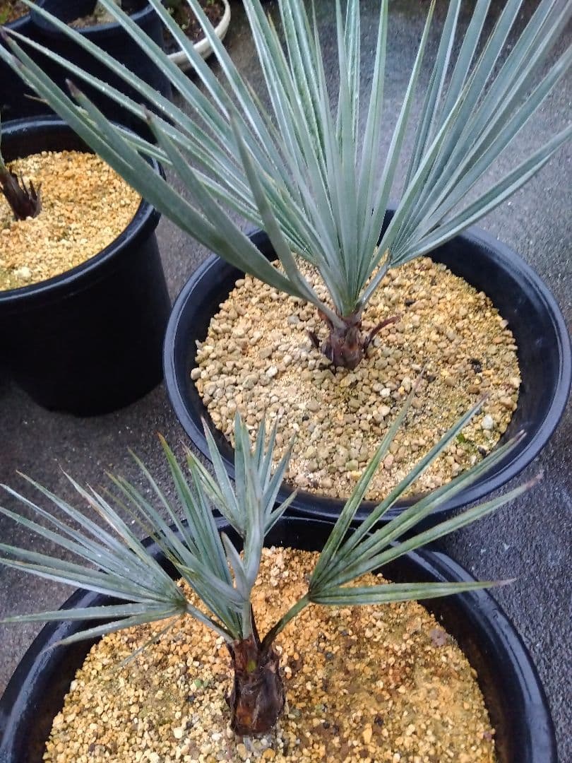 ブラヘアアルマータ　9号鉢つき　超短葉❗　⑤