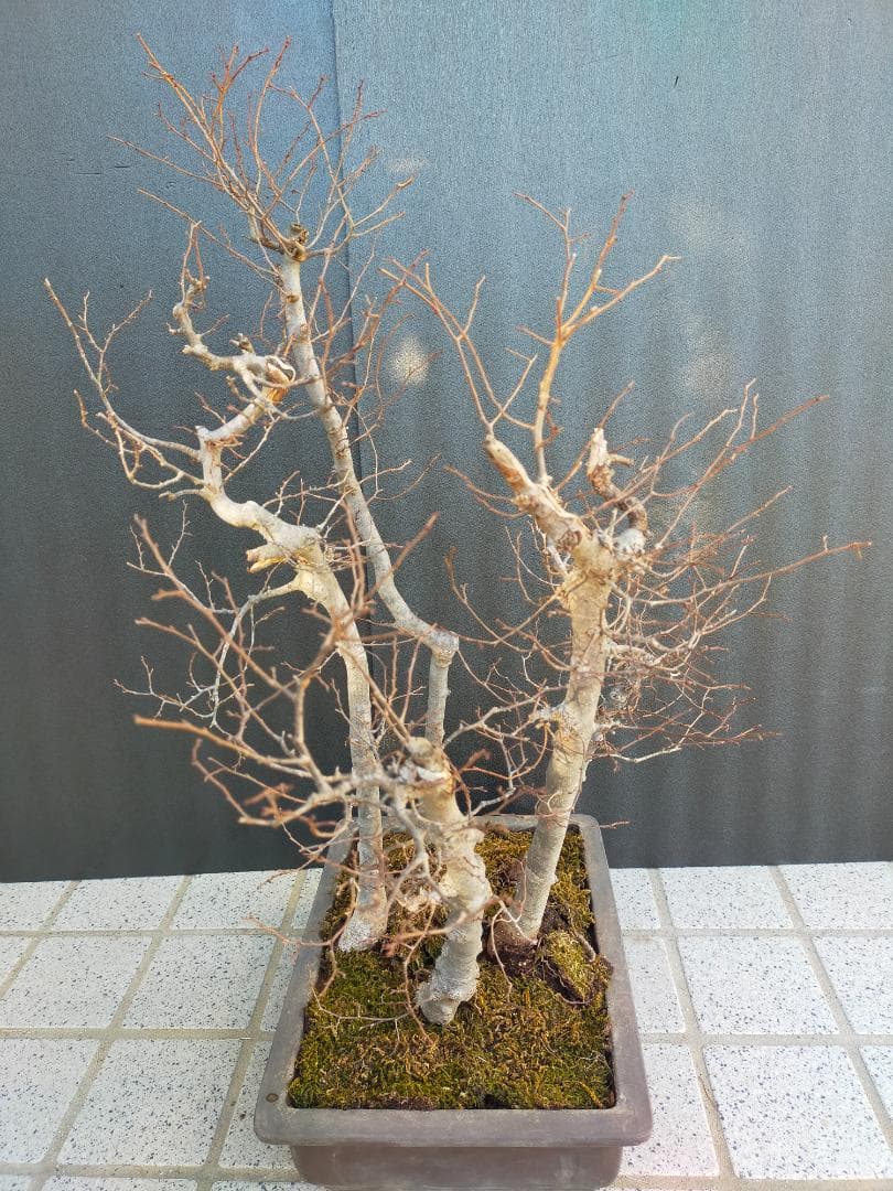 ケヤキ　寄せ植え　盆栽