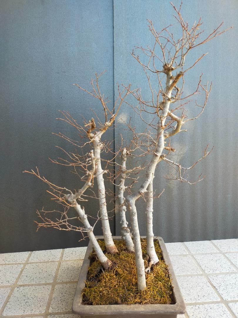 ケヤキ　寄せ植え　盆栽