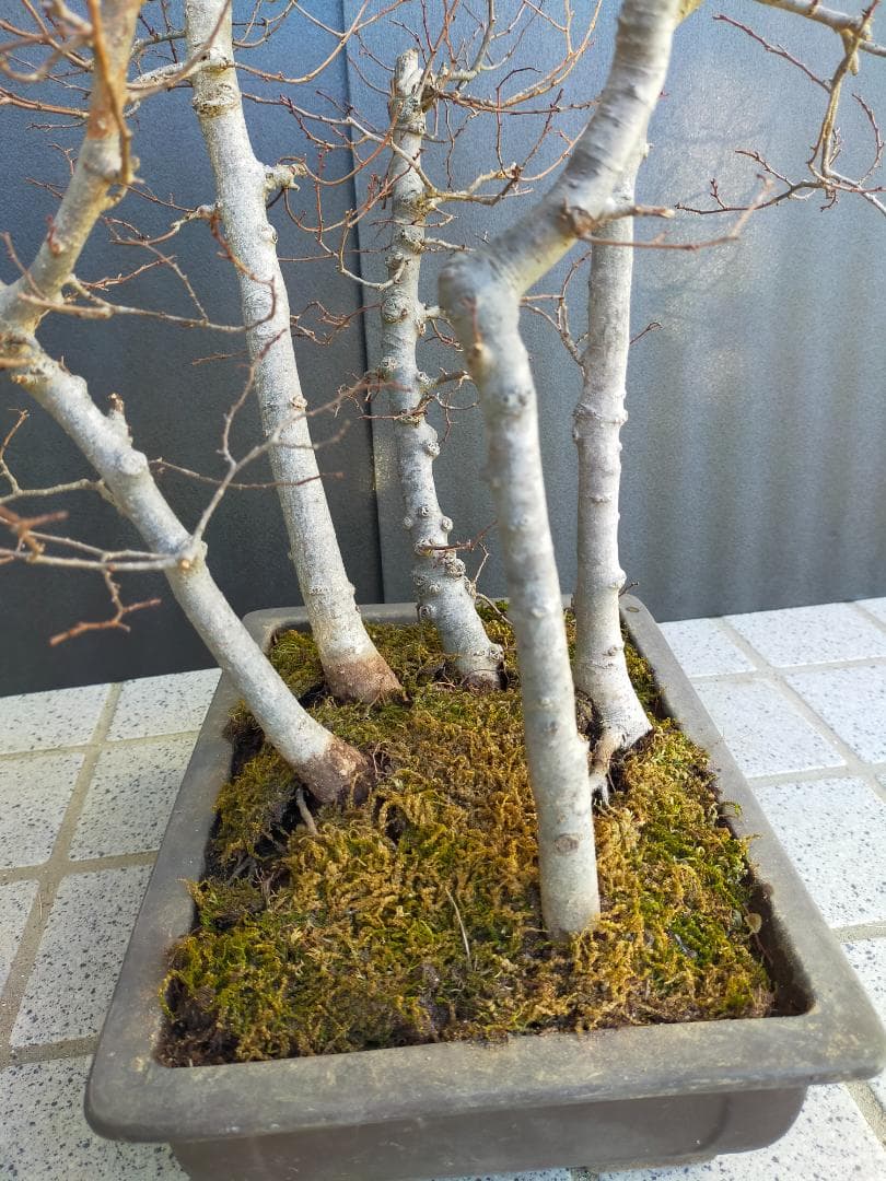 ケヤキ　寄せ植え　盆栽