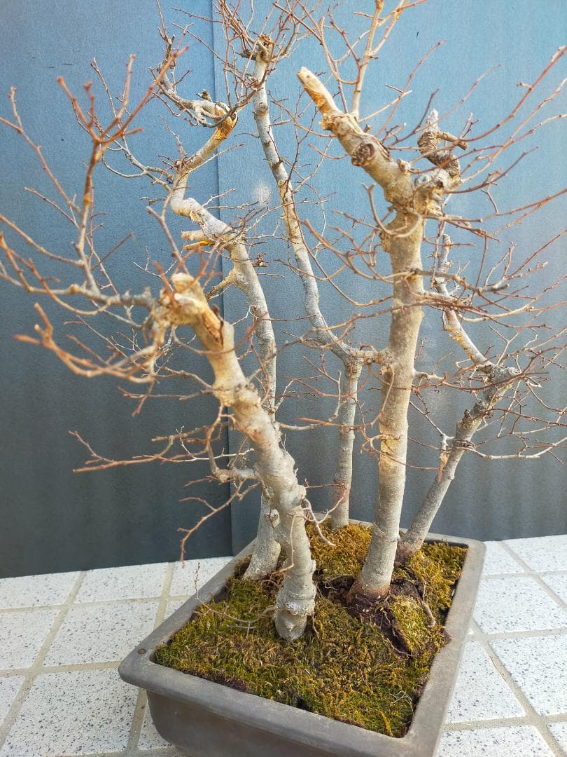 ケヤキ　寄せ植え　盆栽