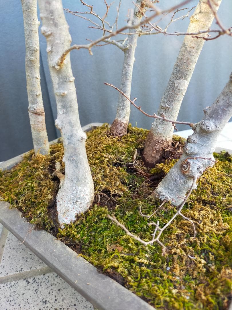 ケヤキ　寄せ植え　盆栽
