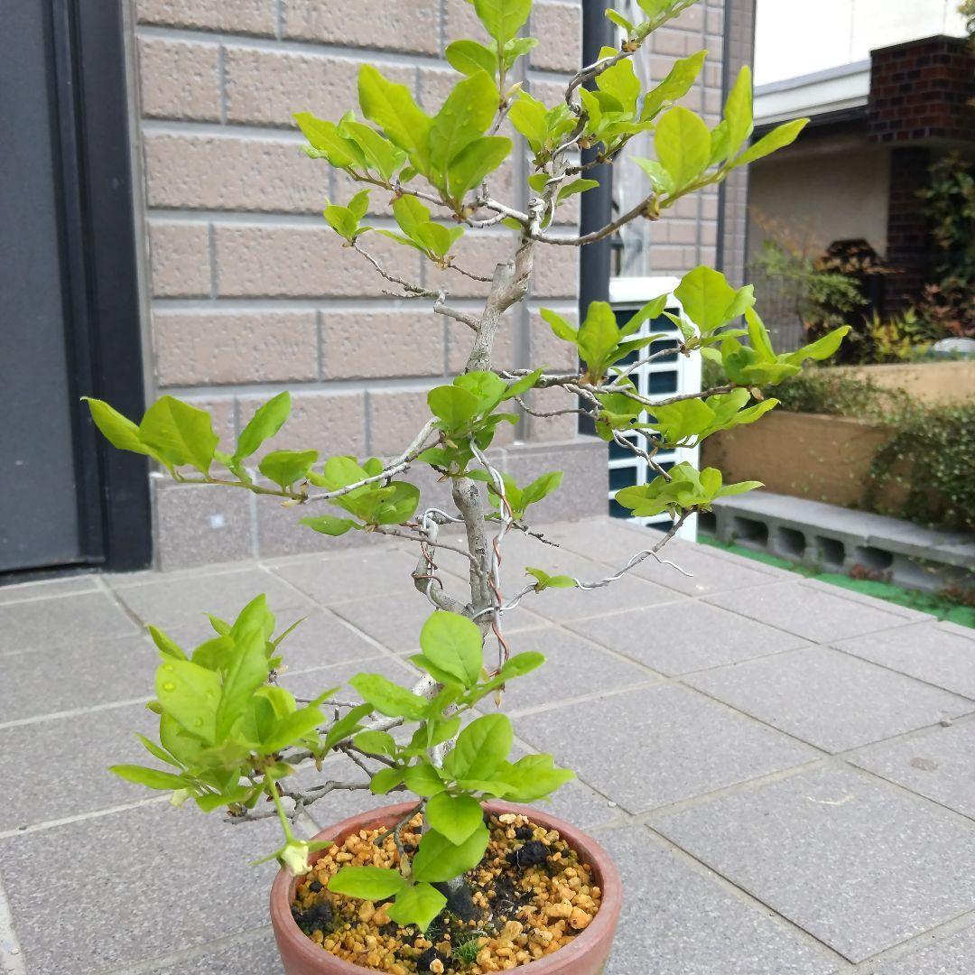 老爺柿、小品盆栽。メス、